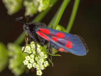 Zygaena (Mesembrynus) cynarae