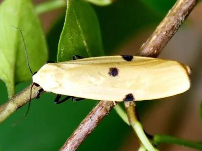 Lithosia quadra