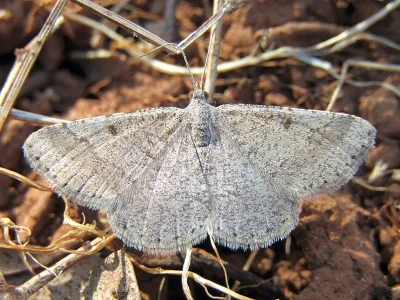 Acanthovalva inconspicuaria