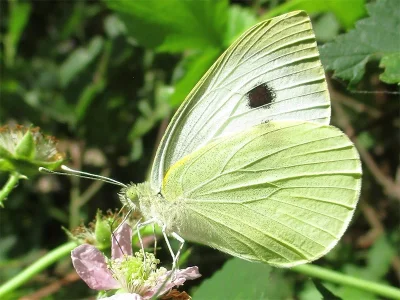 Pieris (Pieris) brassicae