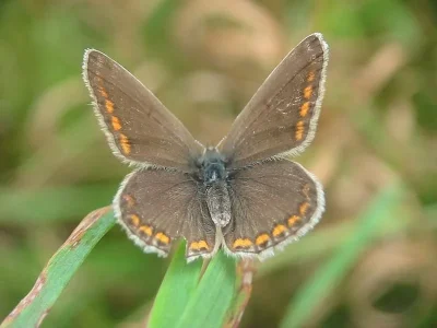 Polyommatus (Polyommatus) icarus