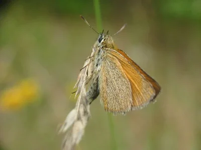 Thymelicus lineola