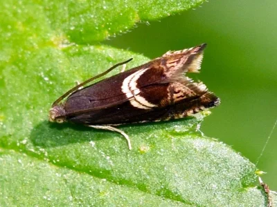 Grapholita (Grapholita) discretana