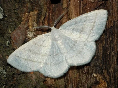 Cabera pusaria