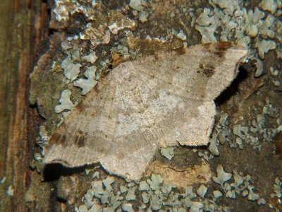 Macaria alternata