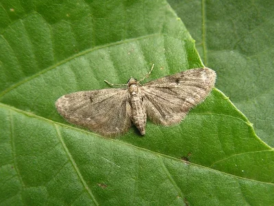 Eupithecia expallidata