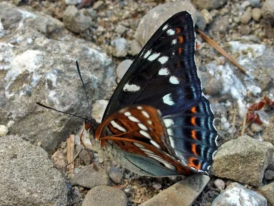 Limenitis populi