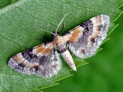 Eupithecia linariata