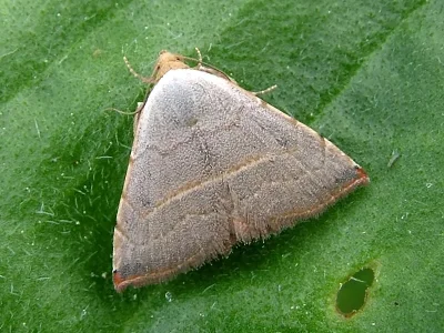 Eublemma (Eublemma) polygramma