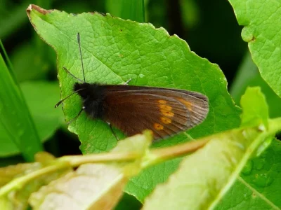 Erebia sudetica