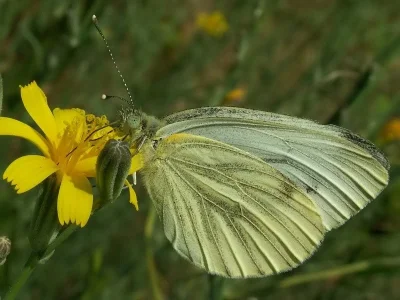 Pieris (Artogeia) napi