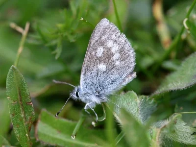 Agriades orbitulus