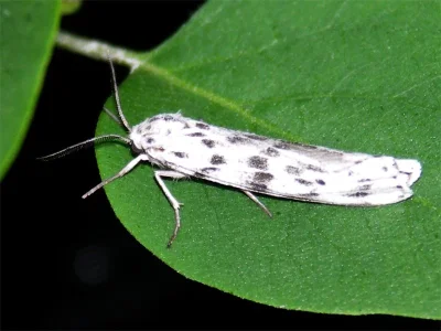 Coscinia cribraria