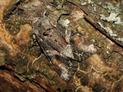 Lacanobia (Dianobia) contigua