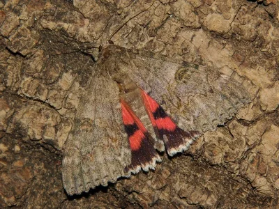 Catocala nupta