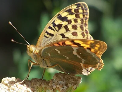 Argynnis (Pandoriana) pandora
