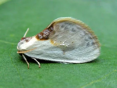 Cilix glaucata