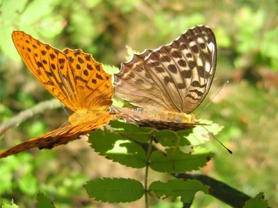 Argynnis (Argynnis) paphia
