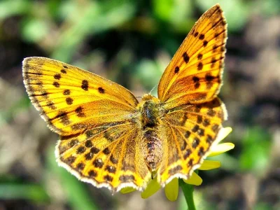 Lycaena (Heodes) virgaureae