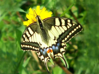 Papilio (Papilio) machaon