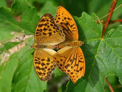 Argynnis (Argynnis) paphia