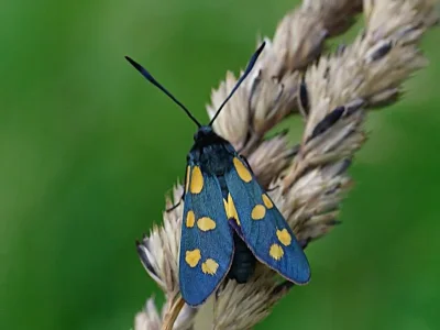 Zygaena (Zygaena) filipendulae