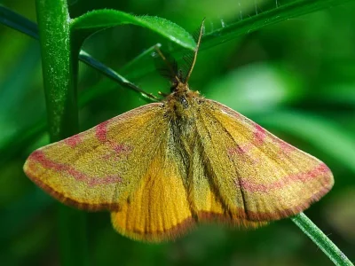 Lythria purpuraria