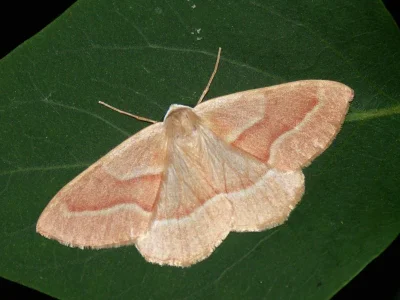 Hylaea fasciaria