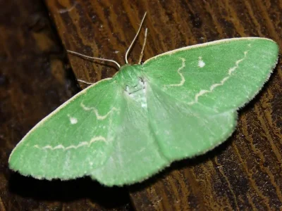Thetidia (Antonechloris) smaragdaria