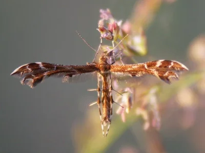 Oxyptilus pilosellae
