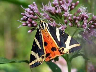 Euplagia quadripunctaria