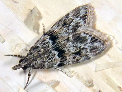 Eudonia mercurella