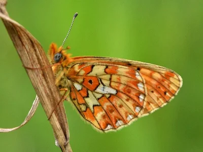 Boloria (Clossiana) euphrosyne