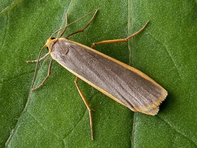 Eilema (Agenjoa) lurideola