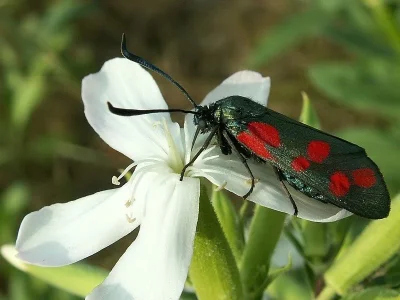 Zygaena (Zygaena) filipendulae