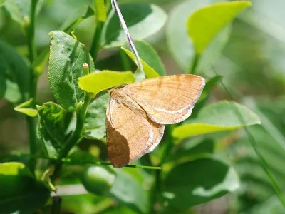 Macaria brunneata