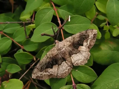 Alcis repandata