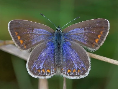 Polyommatus (Polyommatus) icarus