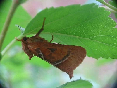 Triodia sylvina