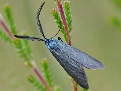 Rhagades (Rhagades) pruni