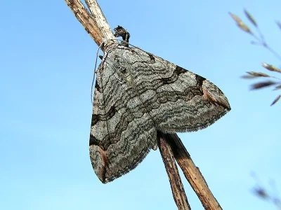 Aplocera plagiata