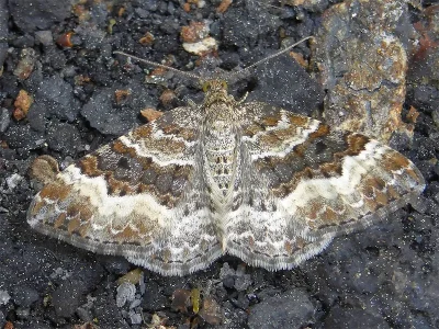 Epirrhoe alternata