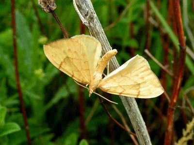 Gandaritis pyraliata