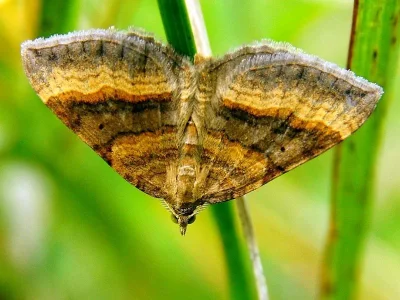 Scotopteryx chenopodiata