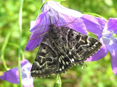 Euclidia (Callistege) mi
