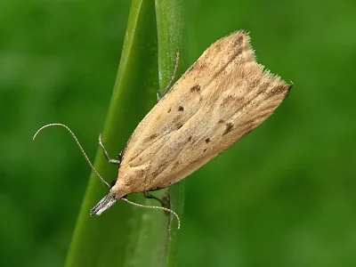 Dichomeris limosellus