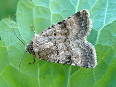 Chersotis fimbriola
