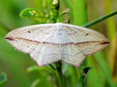 Timandra comae