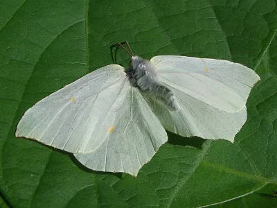 Gonepteryx rhamni