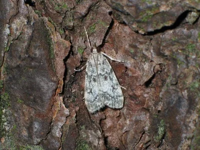 Eudonia truncicolella